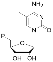 5-Methyl CTP