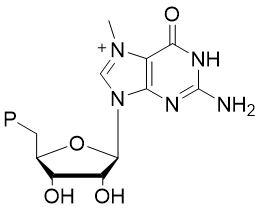 N7-Methyl GTP